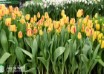 Tulipa Washington (1)